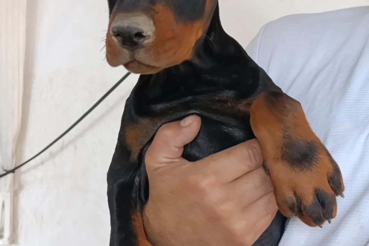 A ŞECERELİ Doberman yavruları tüm aşıları kontrolleri yapılmıştır 3