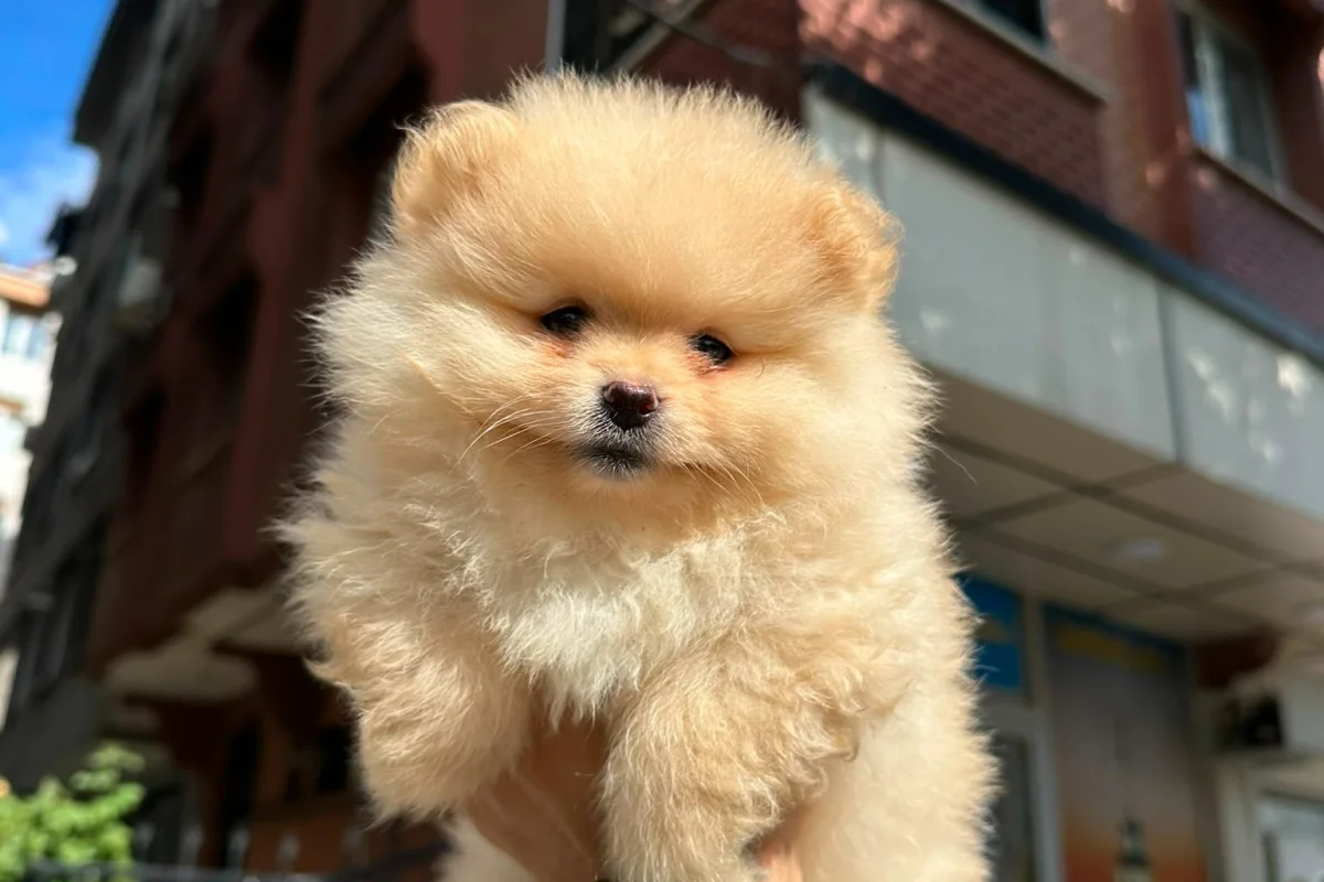 Dünyalar tatlısı japon pomeranian boo yavrularımız 4