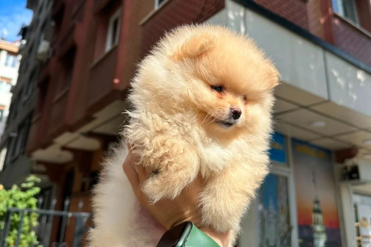 Dünyalar tatlısı japon pomeranian boo yavrularımız 4