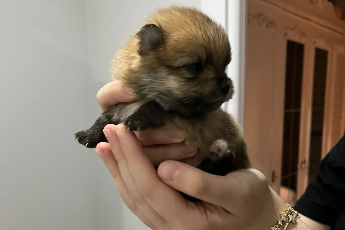 15 GÜNLÜK POMERANİAN YAVRULAR 4