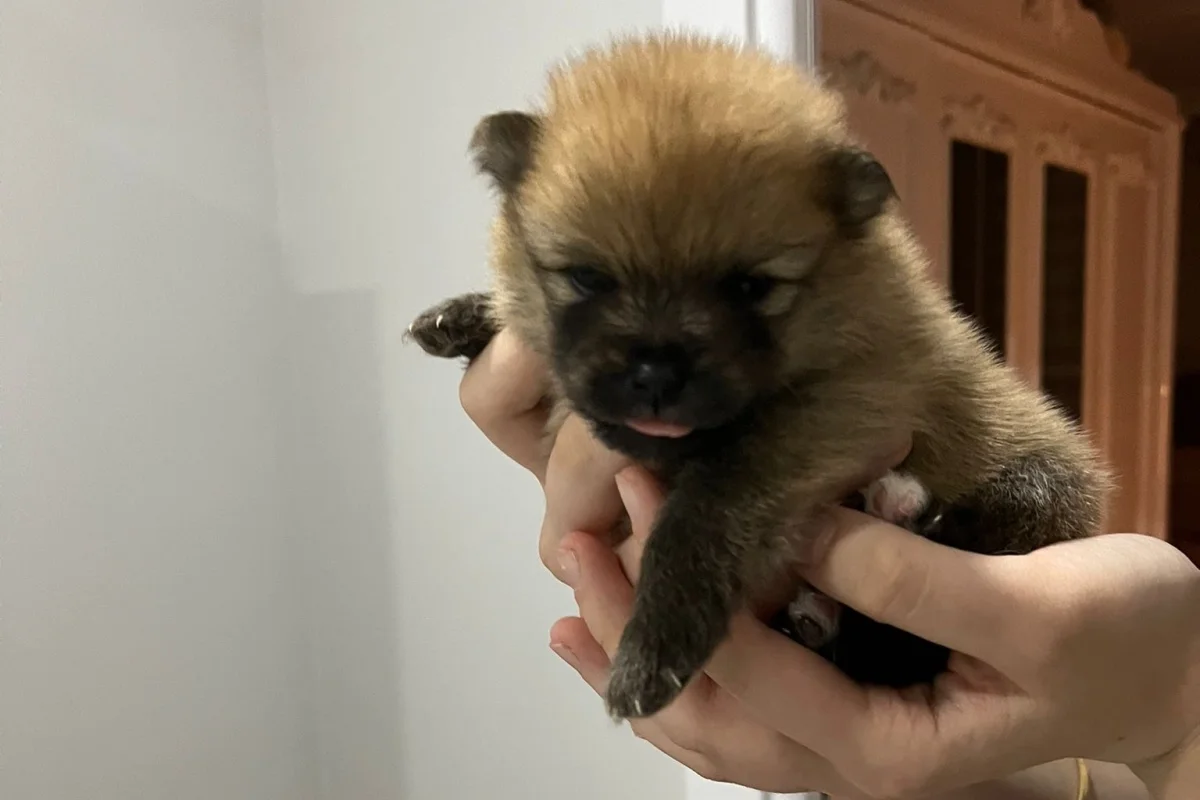 15 GÜNLÜK POMERANİAN YAVRULAR 5