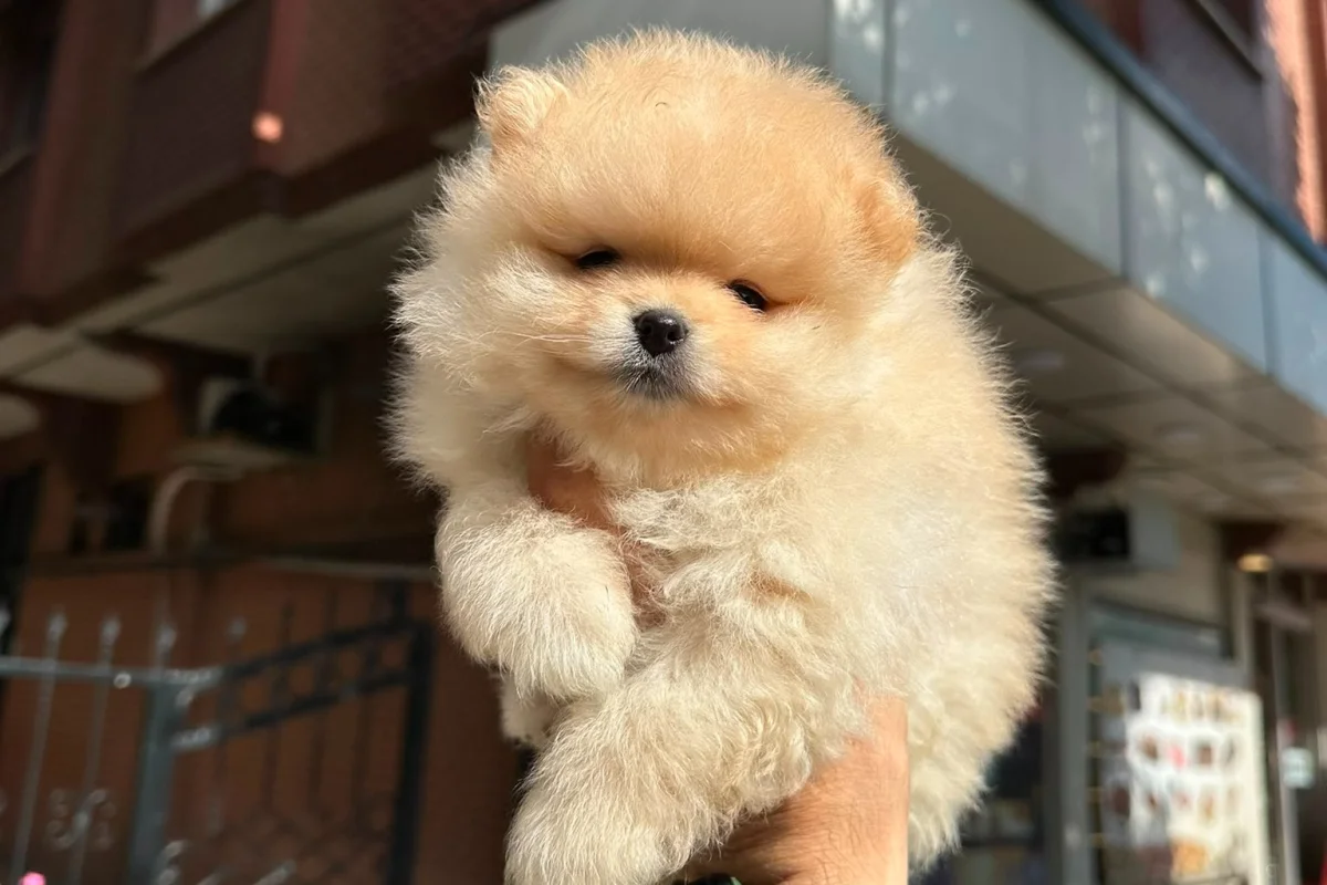 Dünyalar tatlısı japon pomeranian boo yavrularımız 2