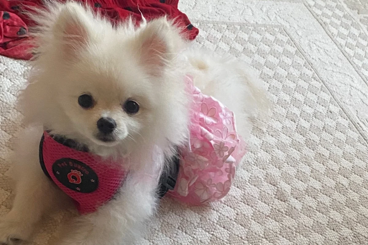 Safkan Pomeranian Yavrumuz Çok Sevecen 2