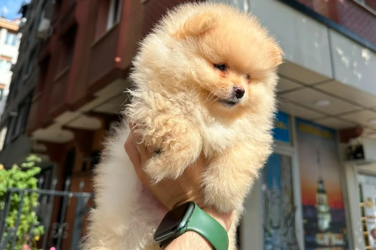Dünyalar tatlısı japon pomeranian boo yavrularımız 5
