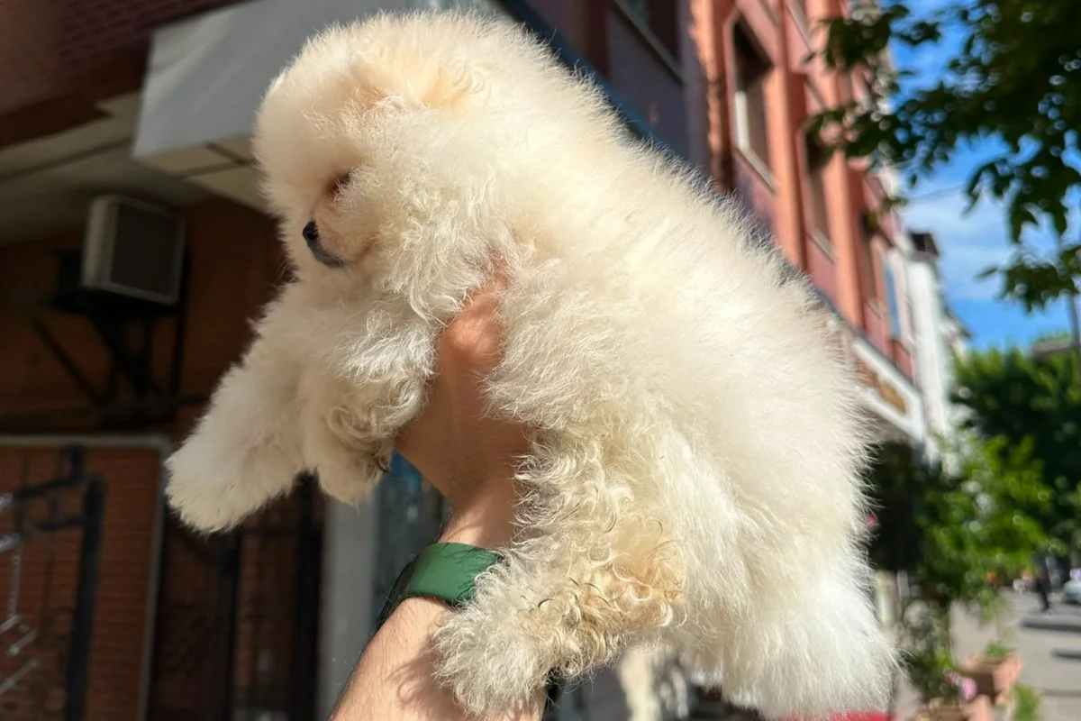 Dünyalar tatlısı japon pomeranian boo yavrularımız 5