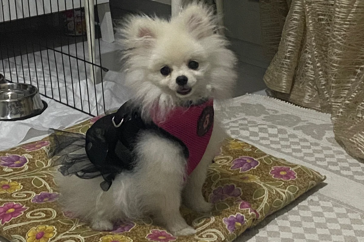 Safkan Pomeranian Yavrumuz Çok Sevecen 1