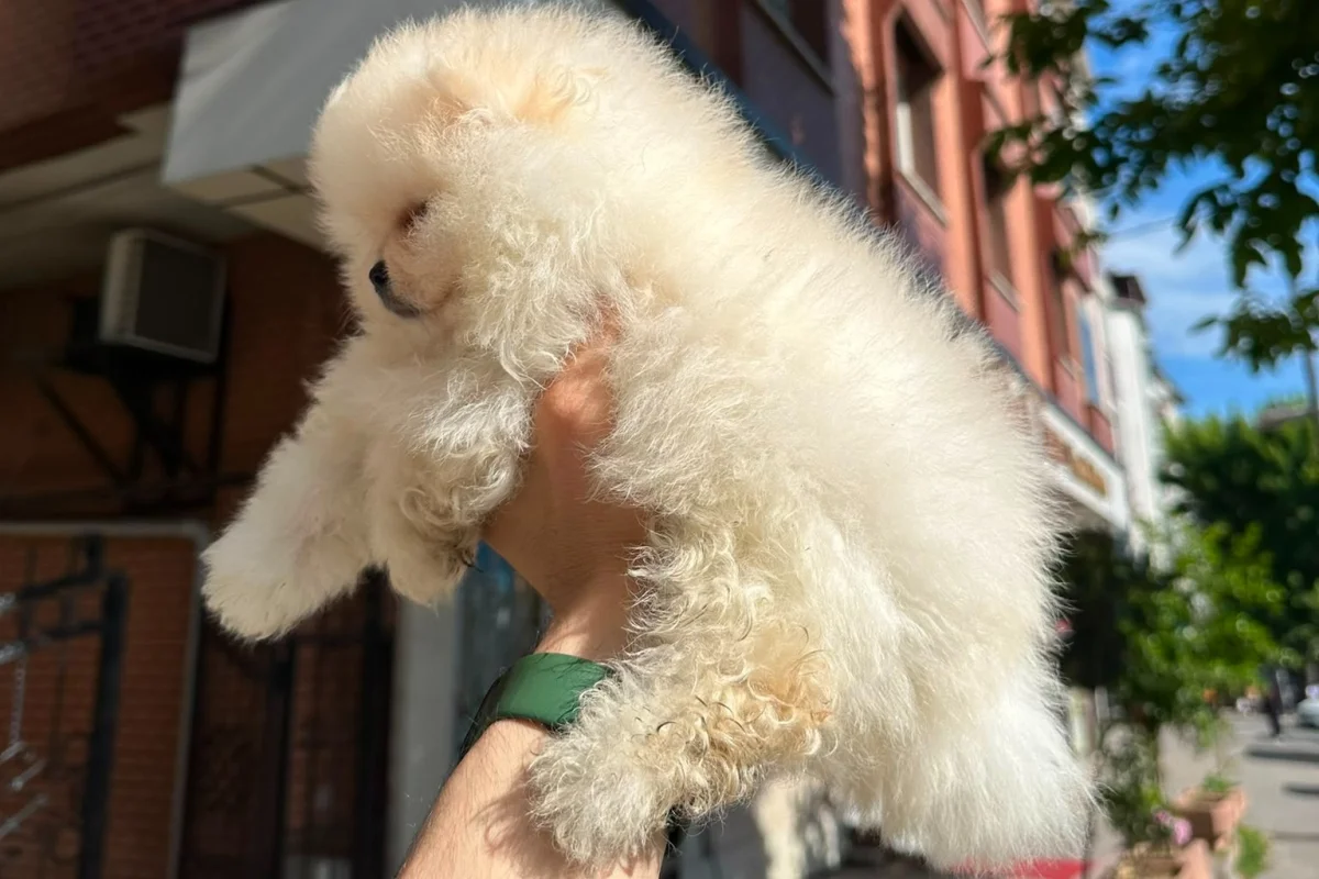 Dünyalar tatlısı japon pomeranian boo yavrularımız 4