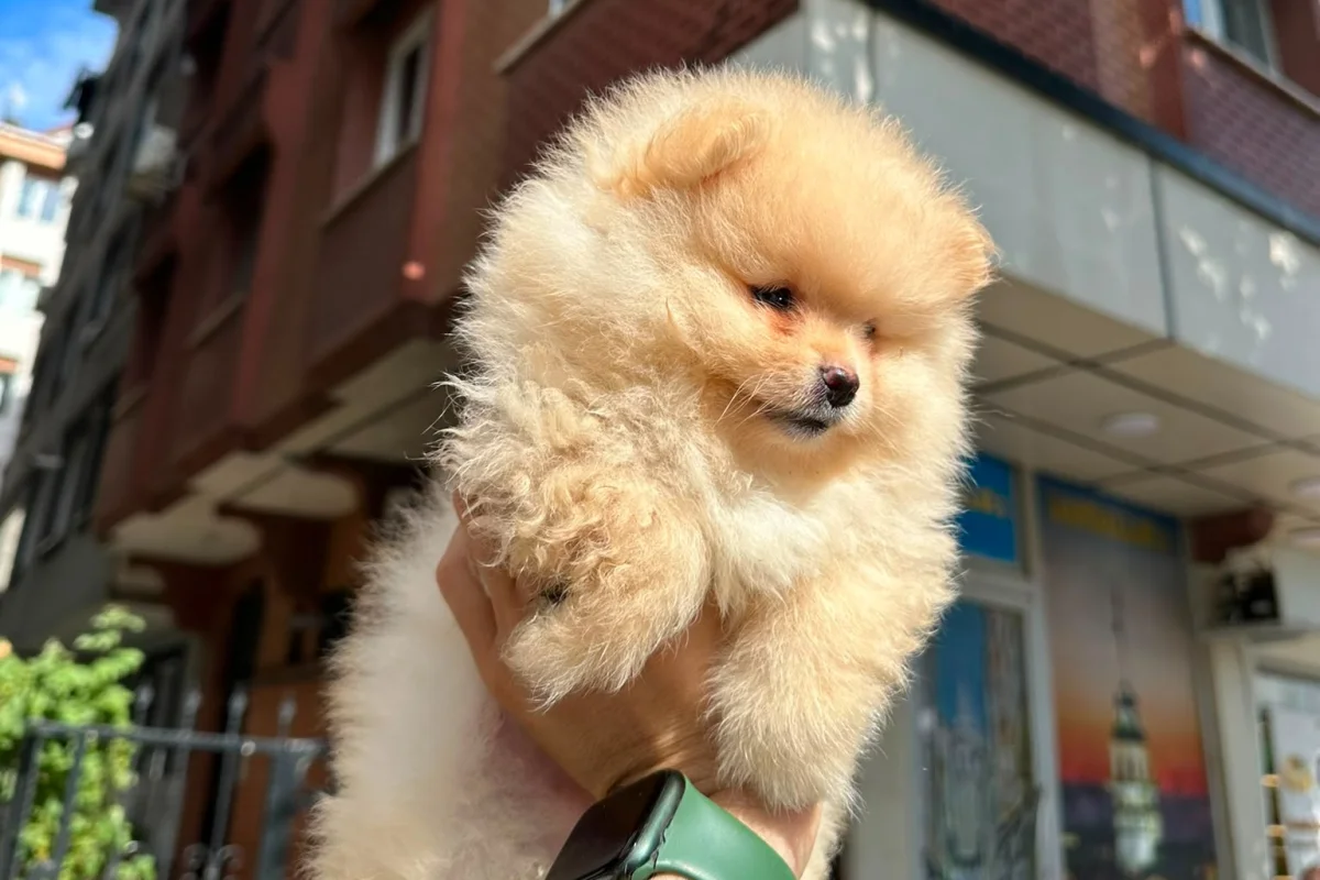 Dünyalar tatlısı japon pomeranian boo yavrularımız 1