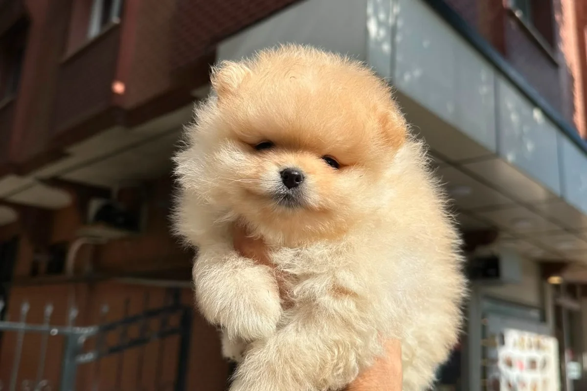 Dünyalar tatlısı japon pomeranian boo yavrularımız 1