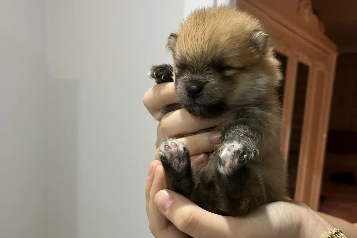 15 GÜNLÜK POMERANİAN YAVRULAR 3