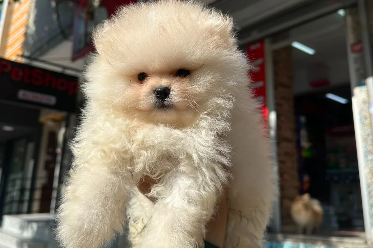 Dünyalar tatlısı japon pomeranian boo yavrularımız 2