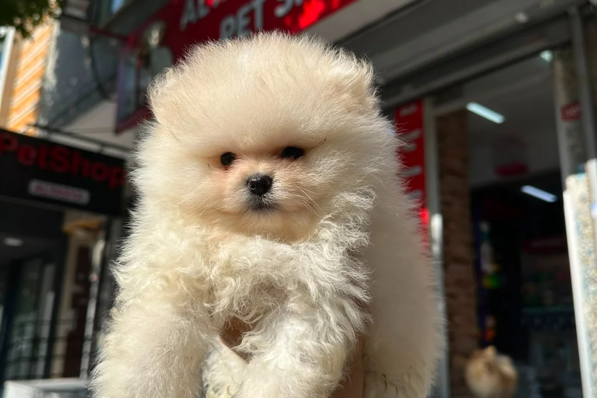 Dünyalar tatlısı japon pomeranian boo yavrularımız 3
