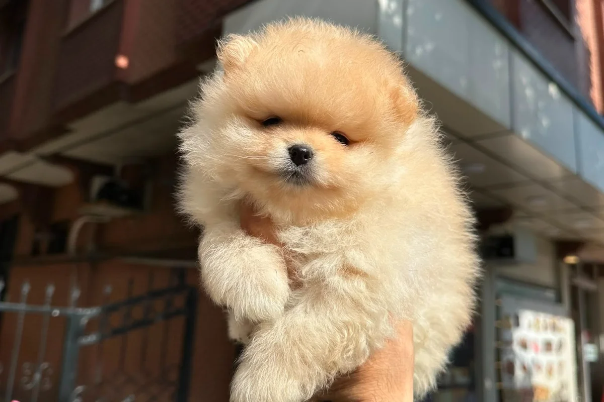 Dünyalar tatlısı japon pomeranian boo yavrularımız 3
