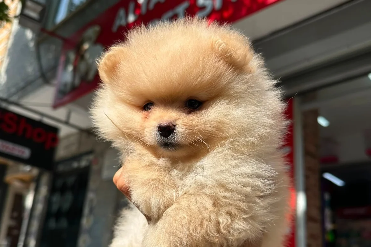 Dünyalar tatlısı japon pomeranian boo yavrularımız 2