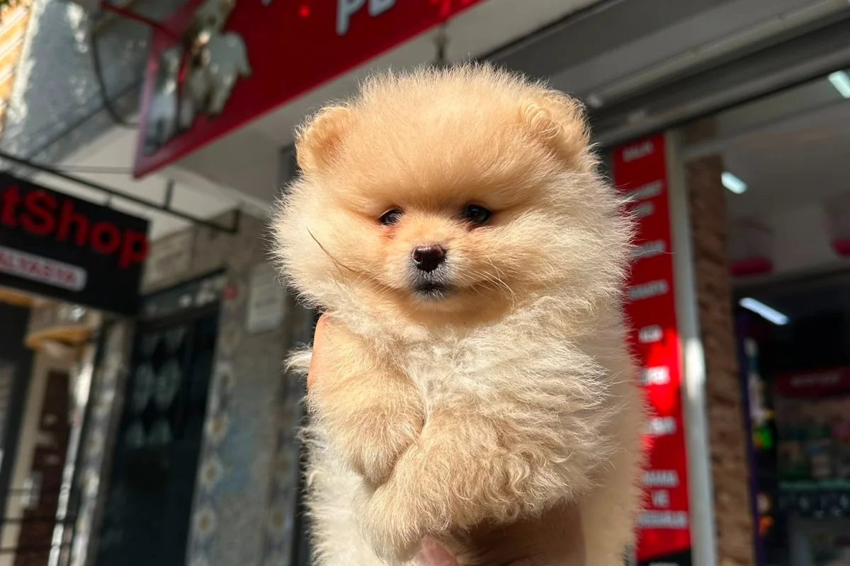 Dünyalar tatlısı japon pomeranian boo yavrularımız 3