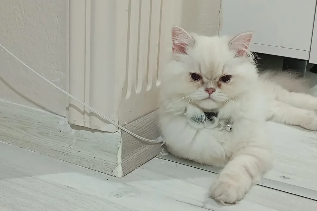 2 yaşında erkek İran kedisi 1