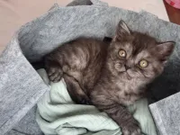 3 aylık British shorthair