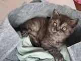 3 aylık British shorthair