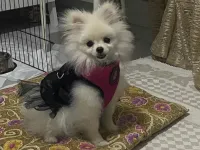 Safkan Pomeranian Yavrumuz Çok Sevecen