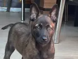 Üç aylık aşıları tam çipi takılmış kimliği çıkmış Belçika kurdu