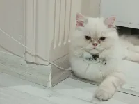 2 yaşında erkek İran kedisi