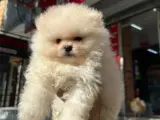 Dünyalar tatlısı japon pomeranian boo yavrularımız