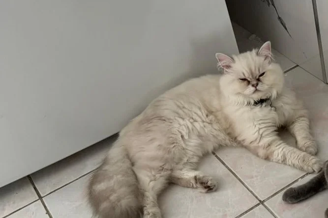 2 yaşında erkek İran kedisi 5
