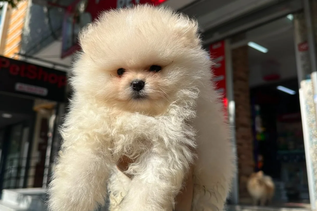 Dünyalar tatlısı japon pomeranian boo yavrularımız 1