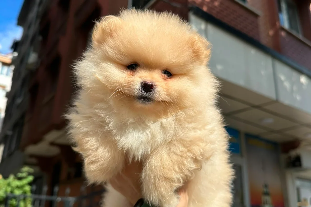 Dünyalar tatlısı japon pomeranian boo yavrularımız 5