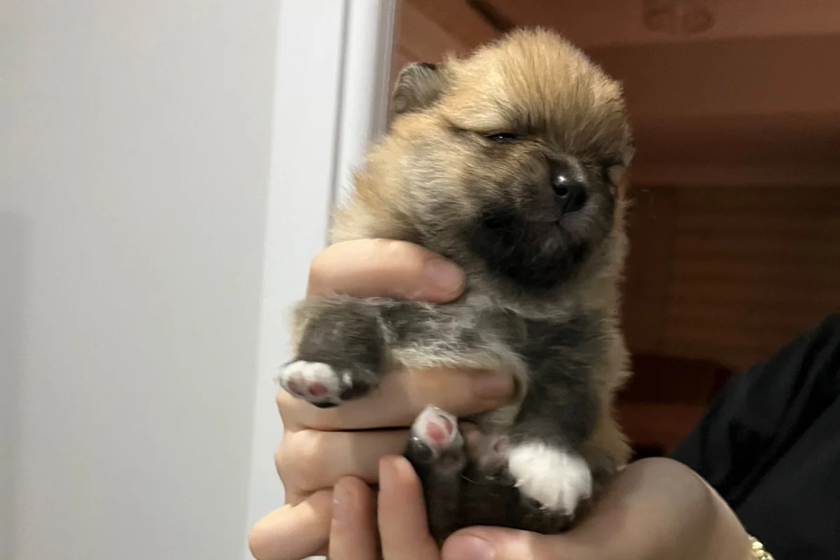 15 GÜNLÜK POMERANİAN YAVRULAR 2