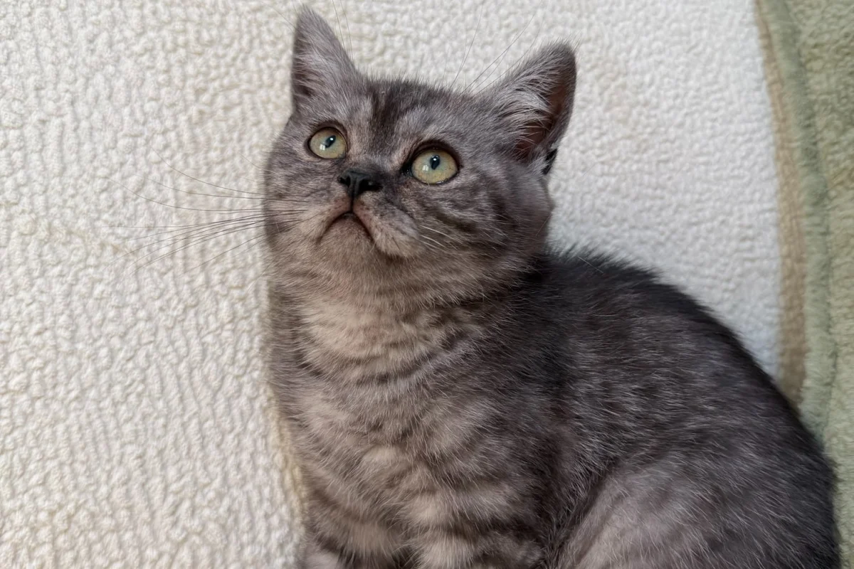 Anne Altından British Lilac Tabby Erkek 8