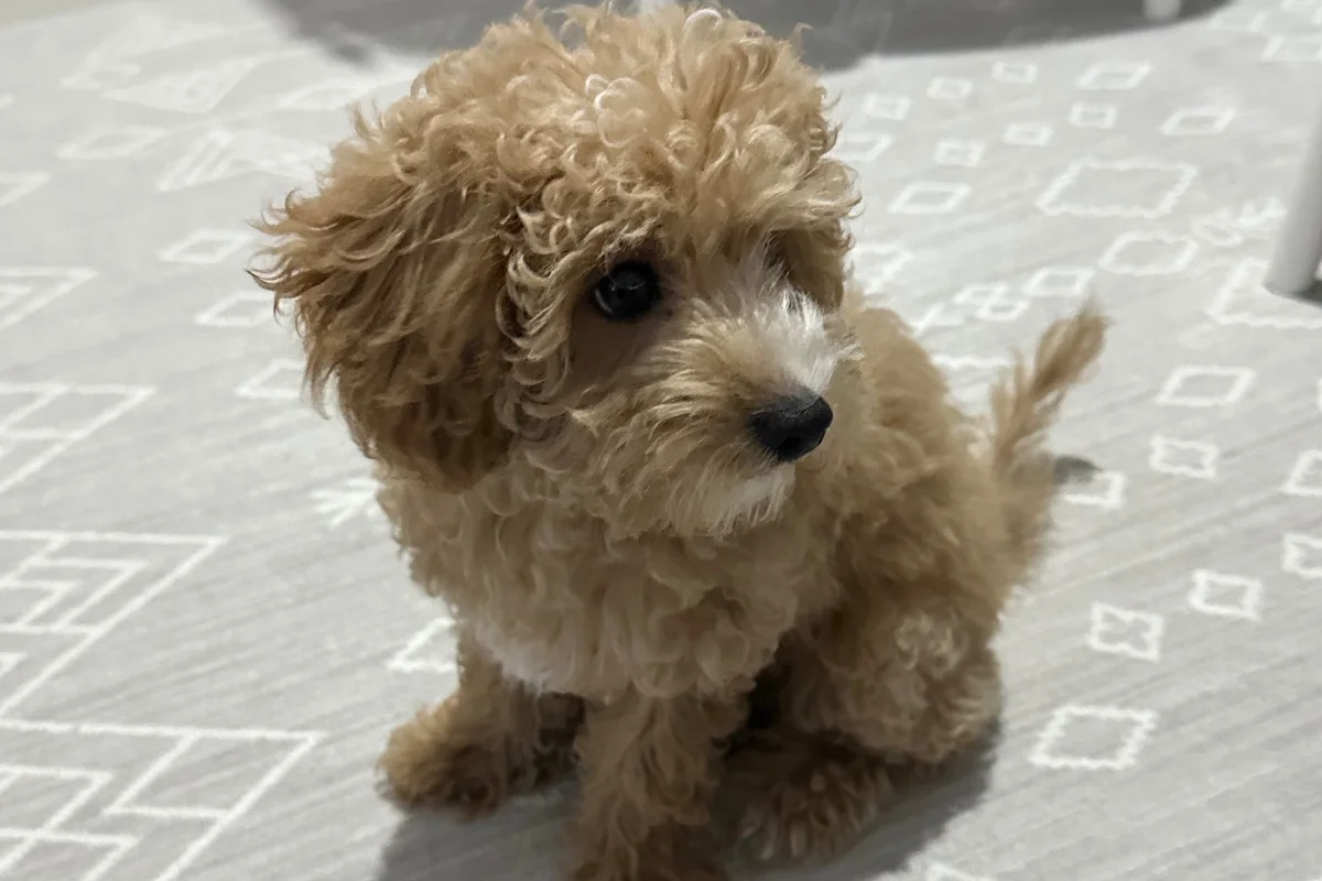 4 aylık toy poodle 2