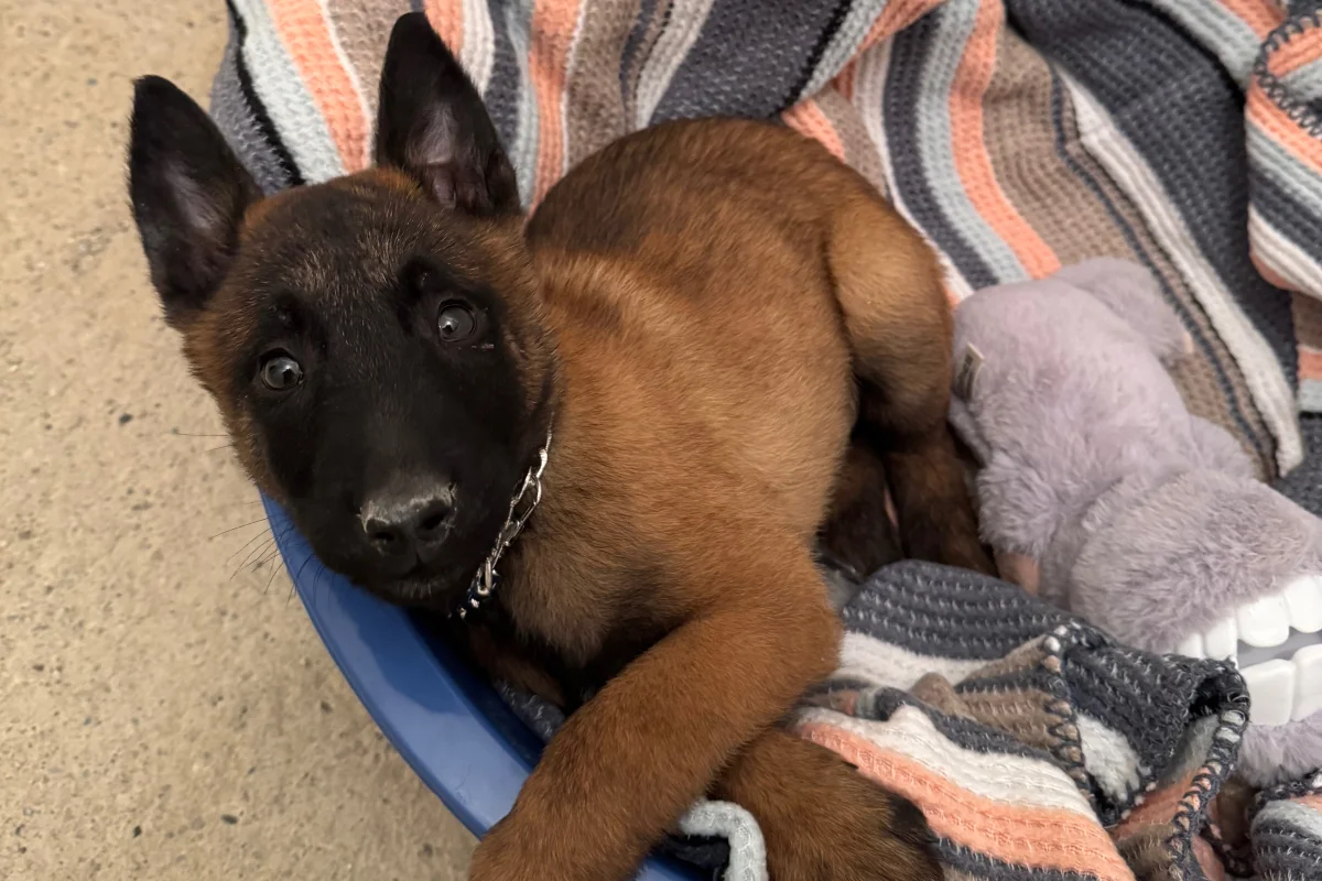 3 aylık malinois (makina) 5