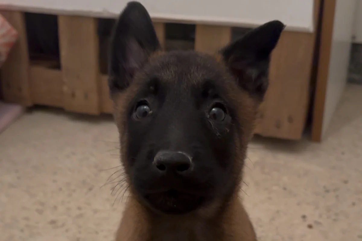 3 aylık malinois (makina) 3