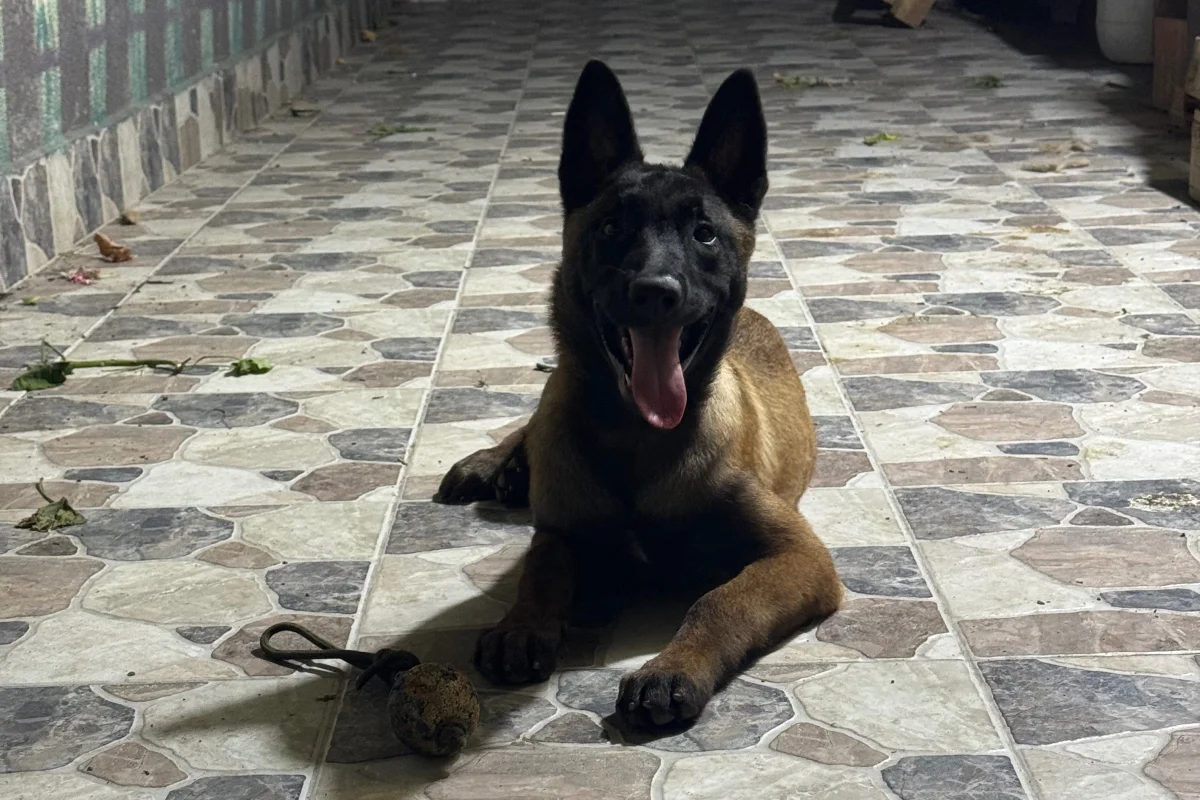 3 aylık malinois (makina) 7