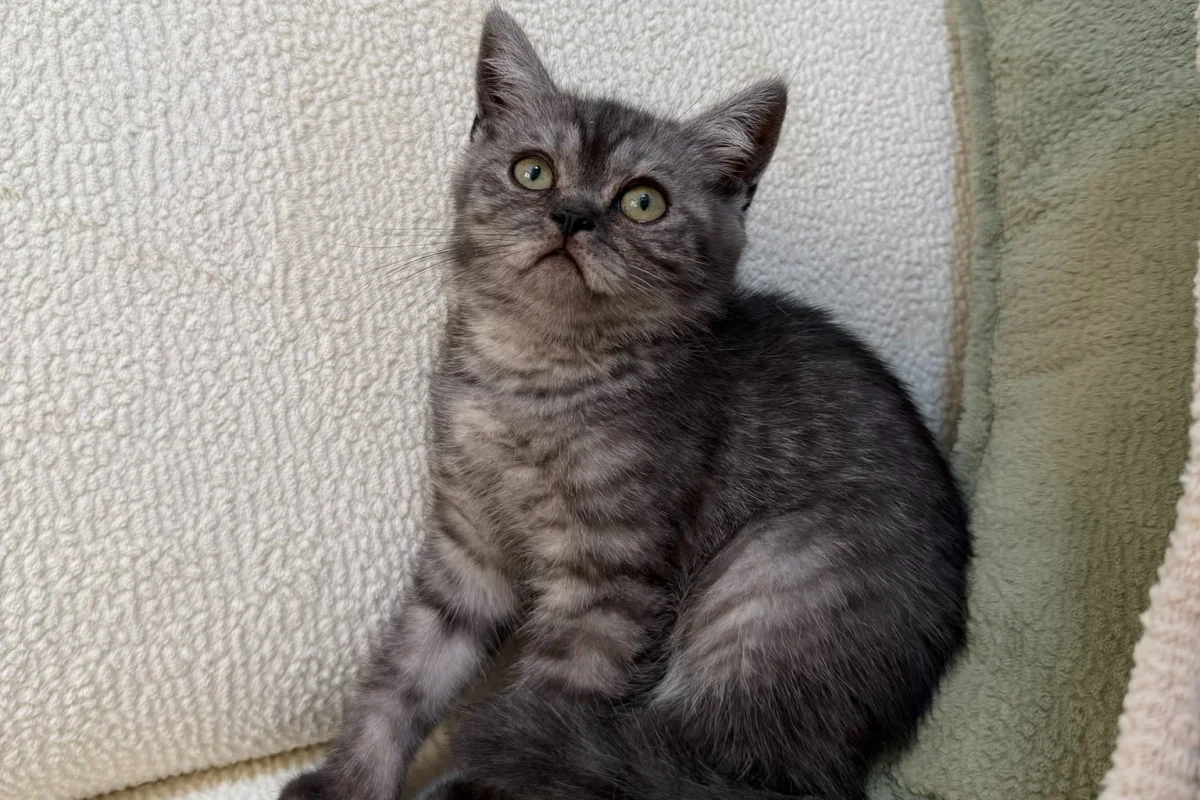 Anne Altından British Lilac Tabby Erkek 1