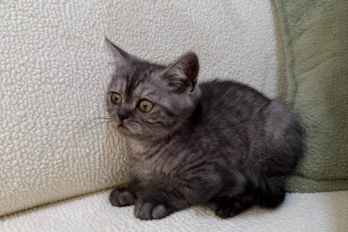 Anne Altından British Lilac Tabby Erkek 6