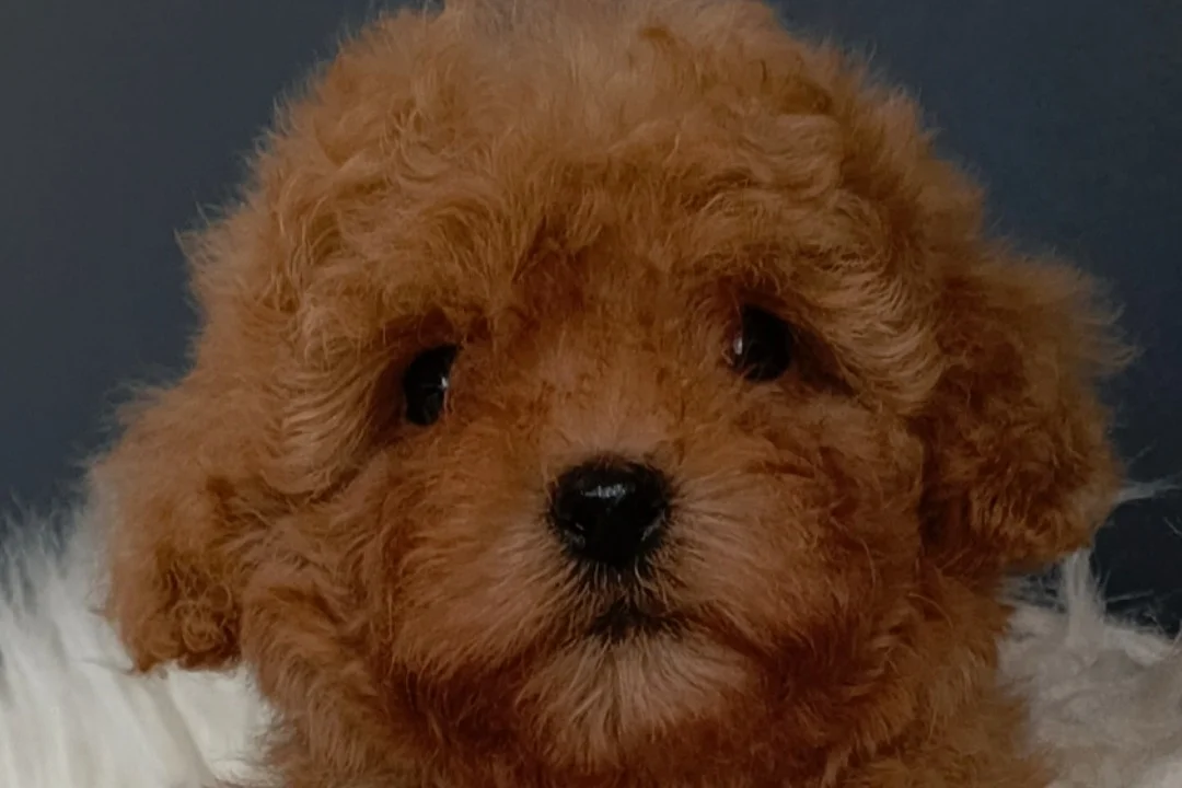 Veteriner teknikerinden ırk ve sağlık garantili Toy Poodle 2