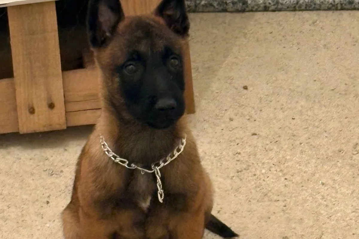 3 aylık malinois (makina) 1