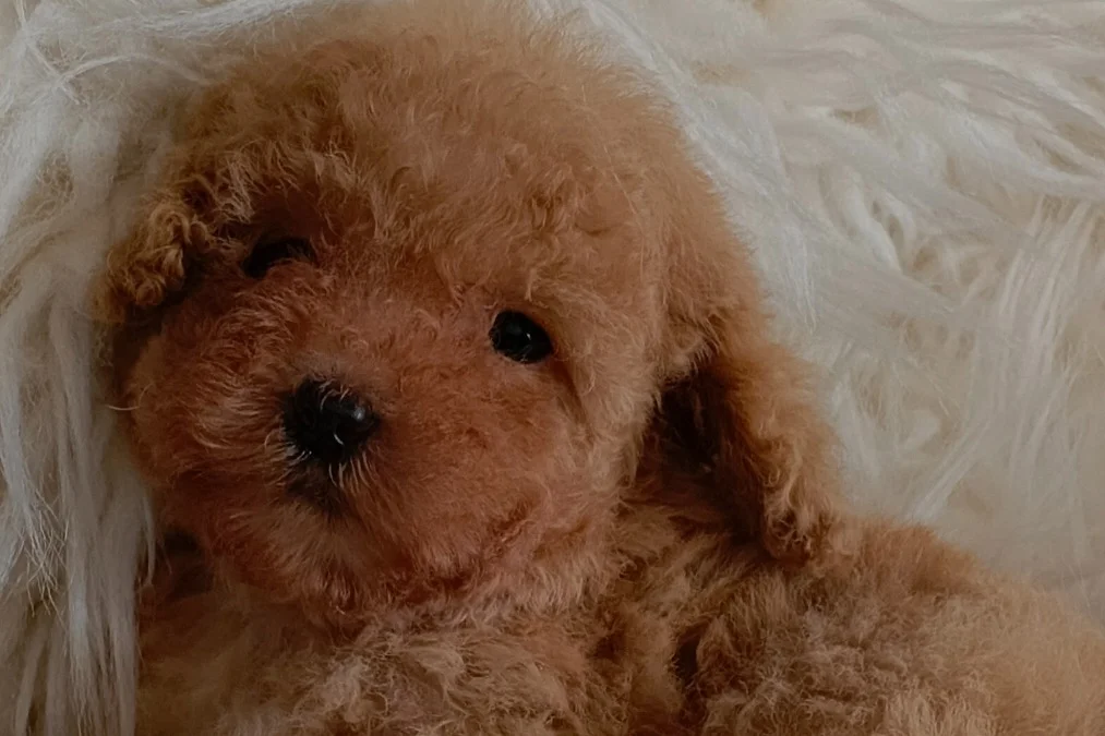 Veteriner teknikerinden ırk ve sağlık garantili Toy Poodle 4