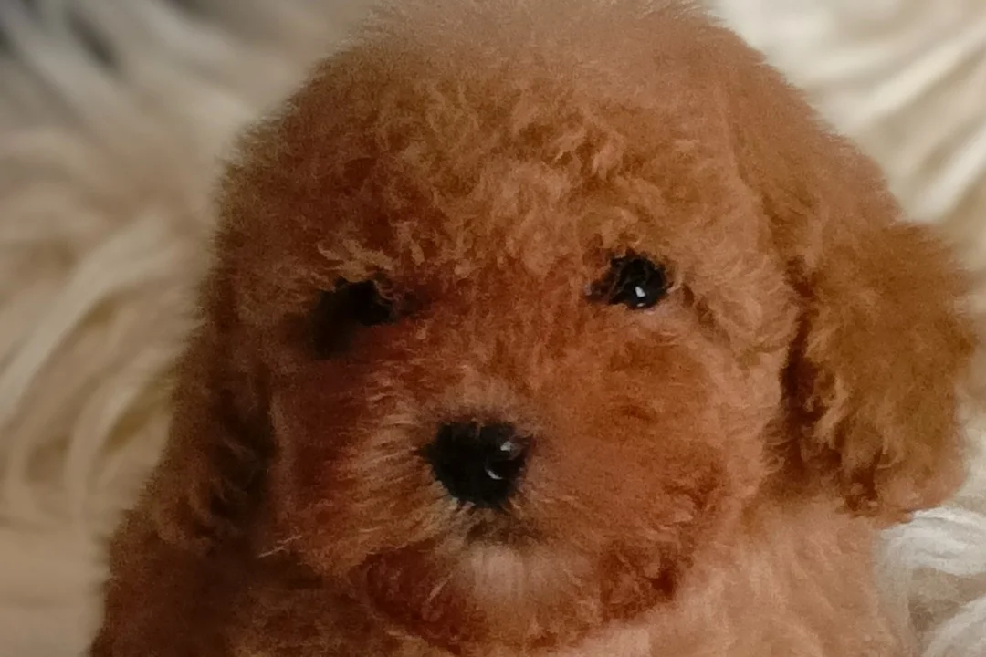 Veteriner teknikerinden ırk ve sağlık garantili Toy Poodle 6