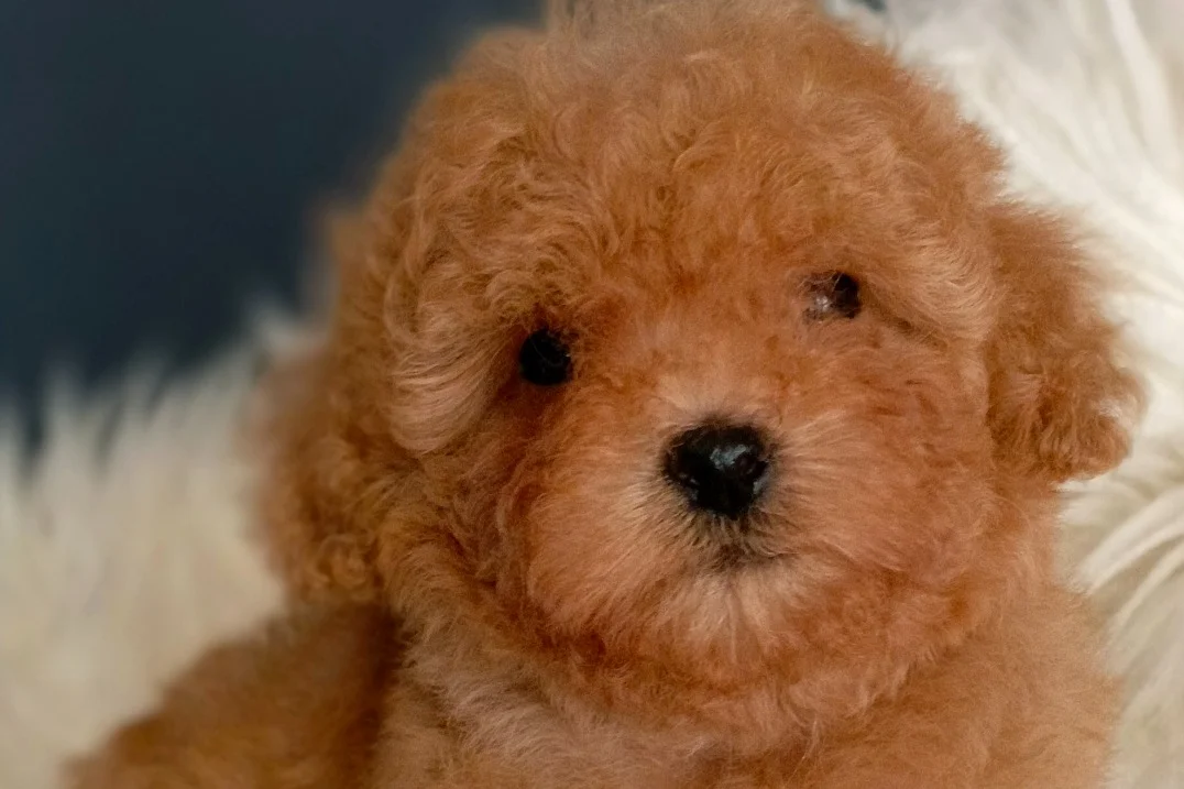 Veteriner teknikerinden ırk ve sağlık garantili Toy Poodle 1
