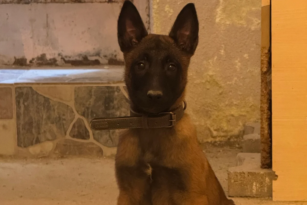 3 aylık malinois (makina) 6