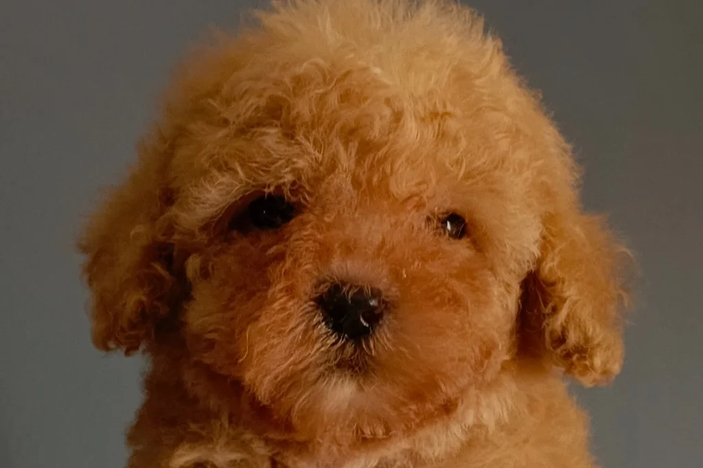 Veteriner teknikerinden ırk ve sağlık garantili Toy Poodle 5