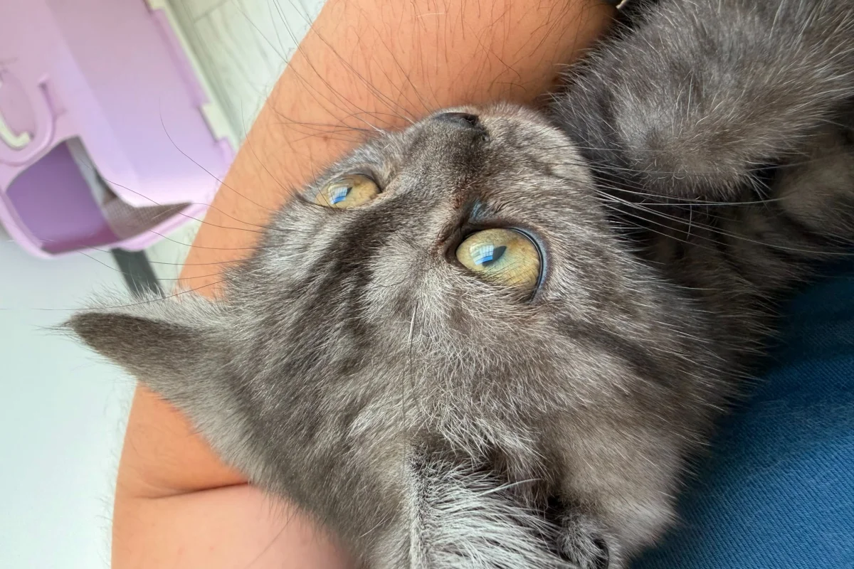 Anne Altından British Lilac Tabby Erkek 5