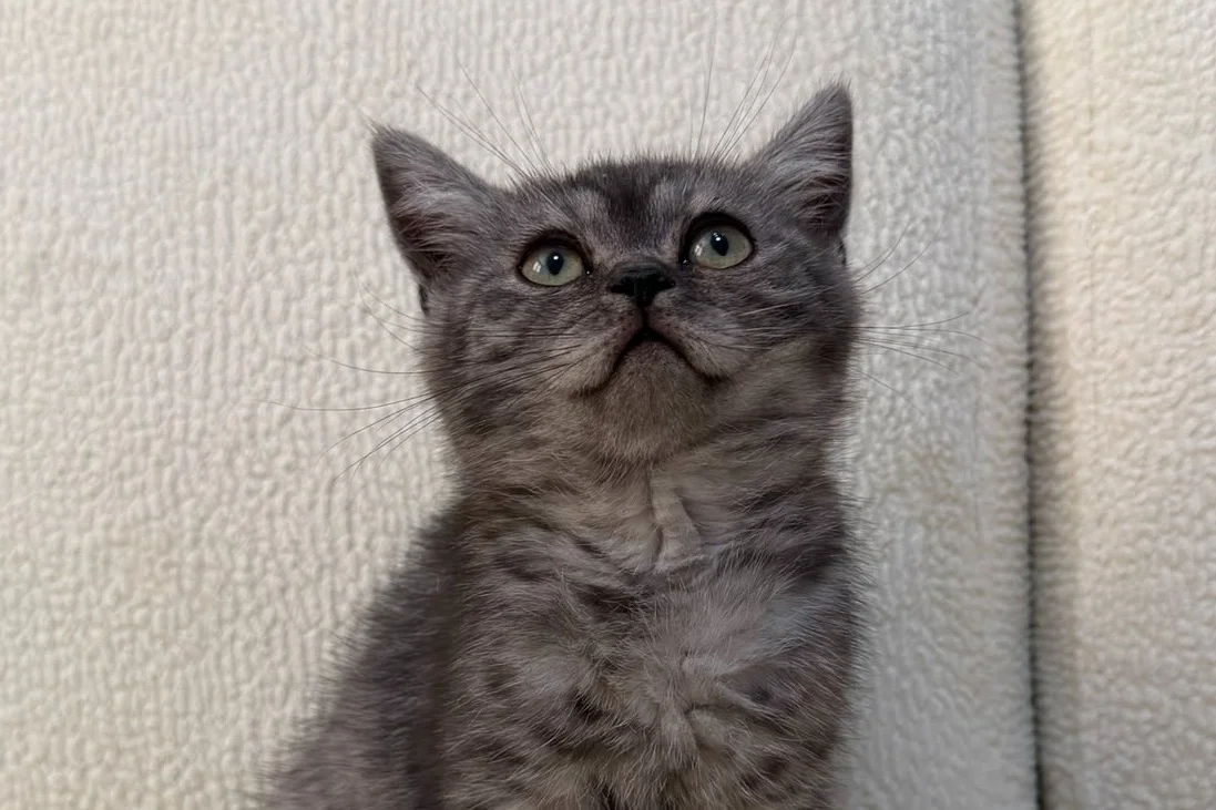 Anne Altından British Lilac Tabby Erkek 7