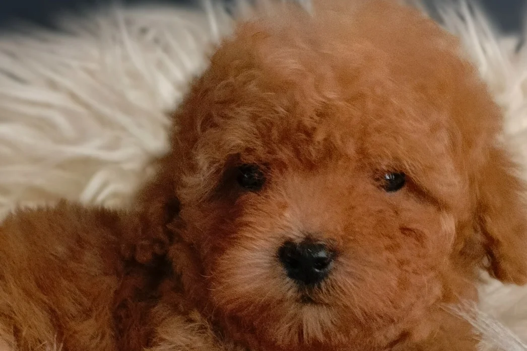 Veteriner teknikerinden ırk ve sağlık garantili Toy Poodle 3