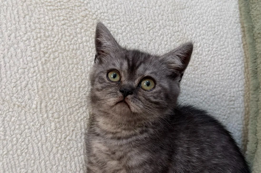 Anne Altından British Lilac Tabby Erkek 9