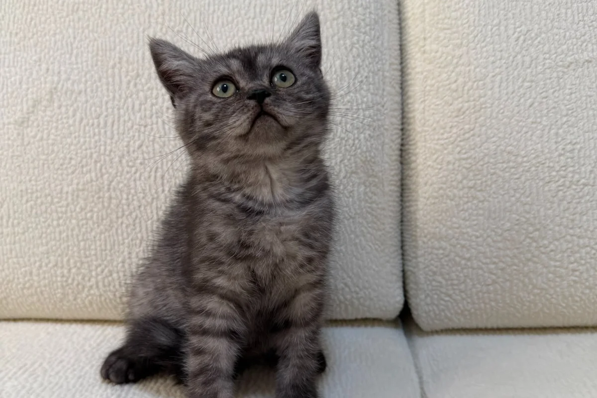 Anne Altından British Lilac Tabby Erkek 3