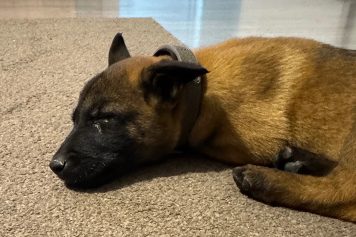 3 aylık malinois (makina) 2